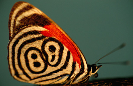 فراشة الثمانيه وثمانين فراشة الثمانيه وثمانين